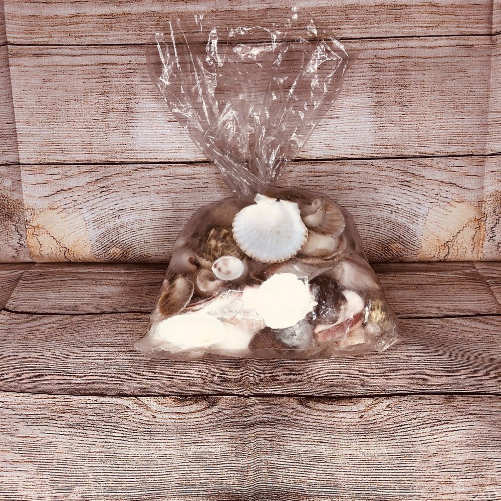 Large Assortment of Seashells